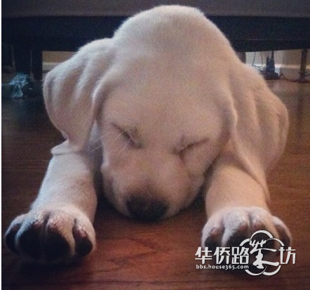 "朕睡了,都退下吧"用曼妙睡姿迎接新年——第一季萌宠